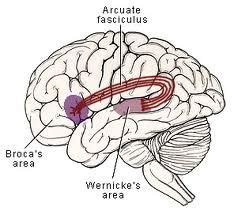 Carl Wernicke discovers the area that processes language in the left ...