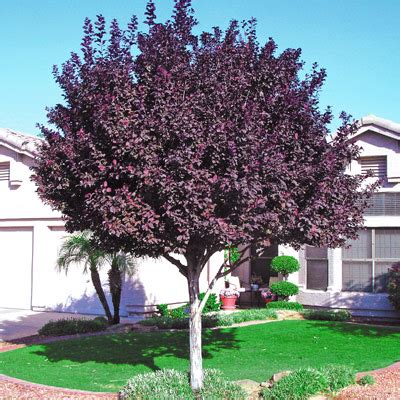 Purple Leaf Plum Trees for Sale | Flowering Trees | Purple leaf plum ...