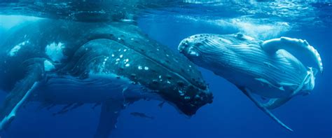 HUMPBACK WHALE WATCHING TOURS IN TONGA | Dolphin Pacific Diving