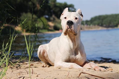 Dogo Argentino Personality Traits & Facts | Great Pet Care