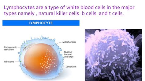 What is Lymphocytes ? - YouTube