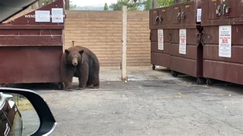 'Hank the Tank' bear who broke into 21 homes around Tahoe taken to Colorado sanctuary - YouTube