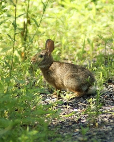 Will A Wild Baby Rabbit Survive In Captivity?