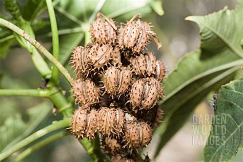 RMC320- RICINUS COMMUNIS SEED CAPSULES : Asset Details -Garden World Images