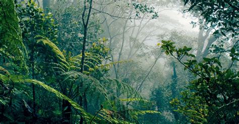 The climate crisis: protecting forests and soils - Rainforest Rescue