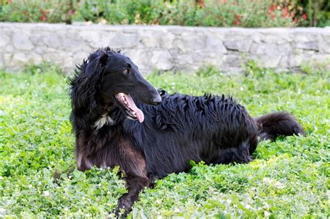 7 Best Borzoi Breeders In The US