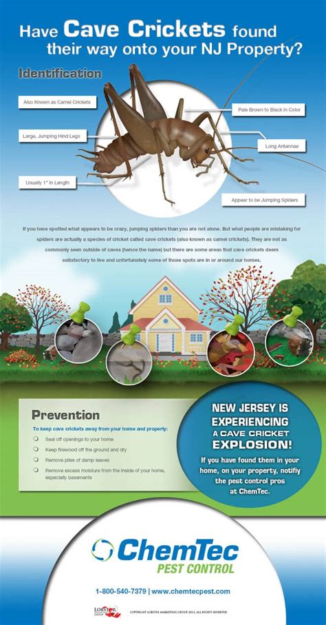 New Jersey's Cave Cricket Explosion - ChemTec Pest Control