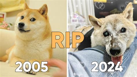 The Death Of Kabosu / Doge | Know Your Meme