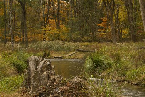 Woodland Creek Photograph by Katherine Worley - Fine Art America