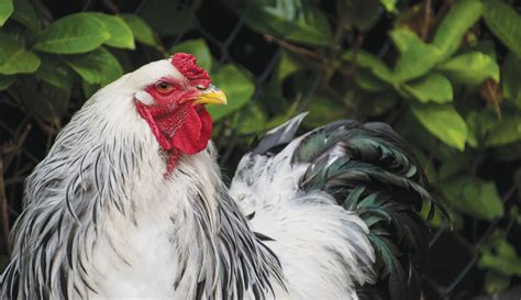 These Chicken Breeds Thrive On The Homestead - Hobby Farms