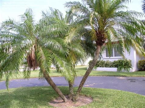 pygmy palm trees for sale - Adeline Totten