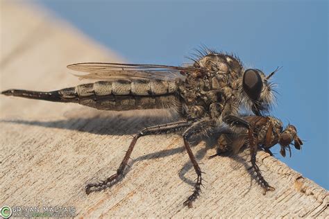 Robber Fly with Prey