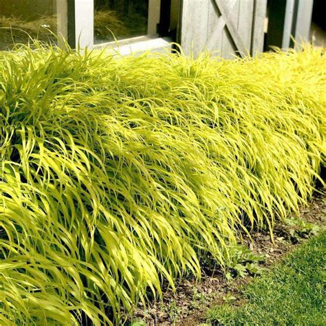 Hakonechloa macra 'All Gold' - Japanese Forest Grass | Shade grass, Ornamental grasses, Small ...