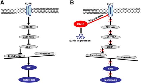 Schematic representation of the proposed model. (A) The E3 ubiquitin ...