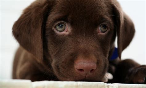 Chocolate lab puppy by buddenbohn on DeviantArt