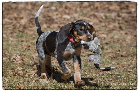 Bluetick coonhound puppy with her first coon. | john Whitehead Images ...