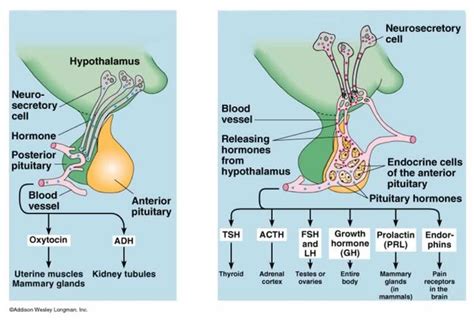 Which of the Following Anterior Pituitary Hormones Stimulates Growth