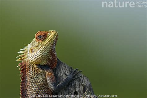 Stock photo of Changeable Lizard (Calotes versicolor) male in breeding ...