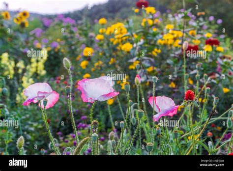 Field of flowers on farm Stock Photo - Alamy