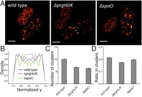 Localization of effector proteins in live bacteria. (A) Localization of ...