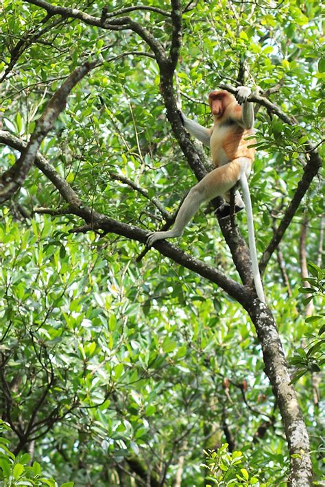 Bekantan Conservation Area Mangrove Park, Tarakan | shape_tea | Flickr