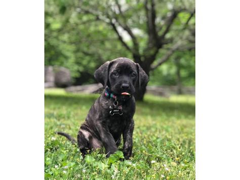 Mastiff Saint Bernard mixed pup for sale Asheville - Puppies for Sale Near Me