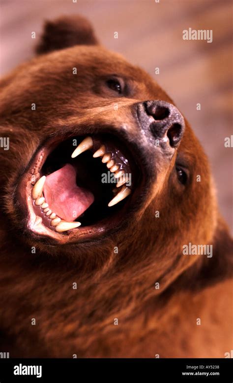 Stuffed Grizzly Bear opening mouth and showing teeth Stock Photo - Alamy