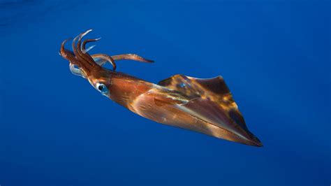 Giant Squid