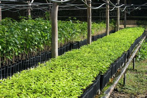 Agriculture - Kona coffee seedlings at a nursery prior to being ...