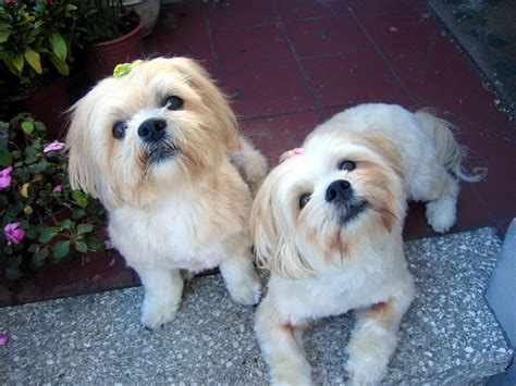 Lhasa apso haircuts. Cavachon, Shitzu, Angel Teddy, Mommas Girl, Teddy Grahams, Dog Grooming ...