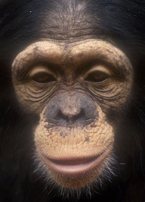 Chimpanzee Face Close Up-grain Stock Image - Image of whipsnade, face: 934287