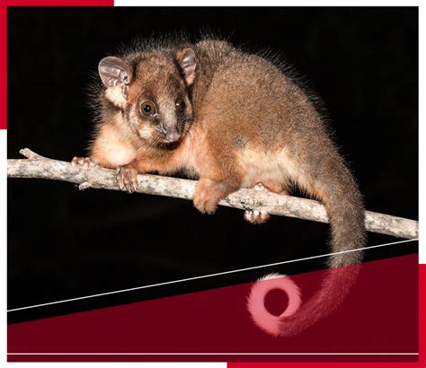 Protect Your Home! Melbourne's #1 Possum Removal- 0480014589