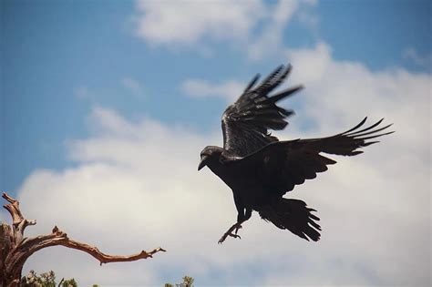 raven, bird, flying, black, wildlife, animal, wing | Pikist