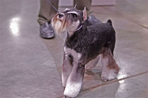 Musings of a Biologist and Dog Lover: Mismark Case Study: Miniature Schnauzer