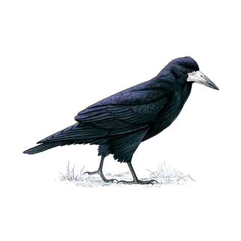 Rook Bird Facts | Corvus Frugilegus