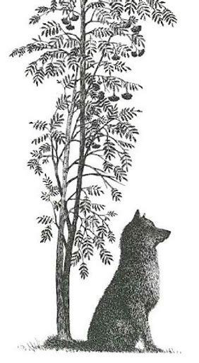 Canis Albus - Kalevala illustrations by Pirkko-Liisa Surojegin