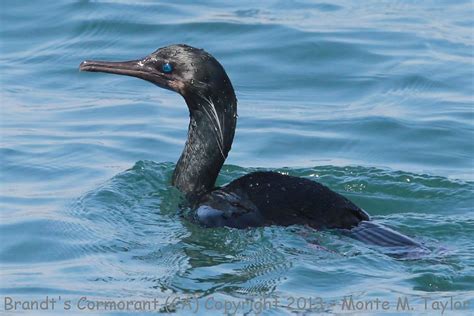 Brandt's Cormorant