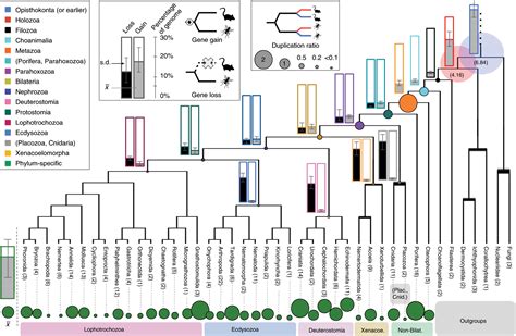 Flipboard: Gene gain and loss across the metazoan tree of life