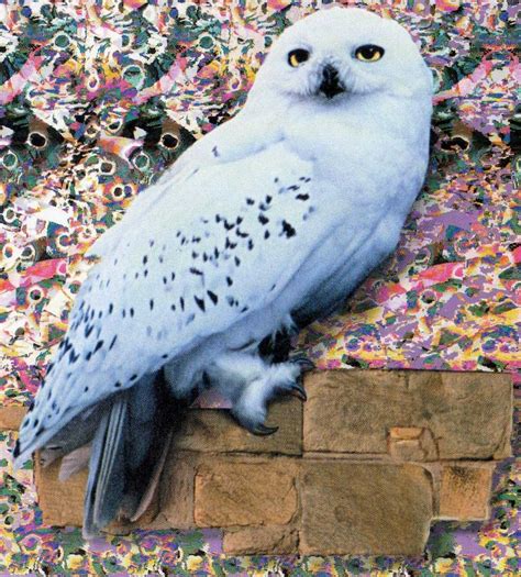 harry potter - What kind of owl is Hedwig? - Science Fiction & Fantasy ...