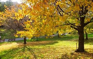 The Autumn Leaves 03 | Autumn colours in Princes Street Gard… | byronv2 | Flickr