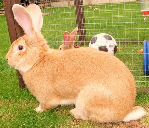 Continental Giant Rabbit Care Sheet | Here Bunny