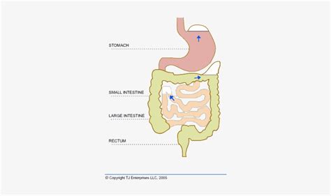 Trapped Gas Causes Blockages And Bloating In The Intestines - شكل الغازات في البطن PNG Image ...