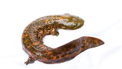 Chinese Giant Salamander Habitat