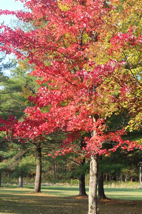 Exploring One’s Own Backyard during COVID…. Finger Lakes in the Fall - Limited Limitless Living