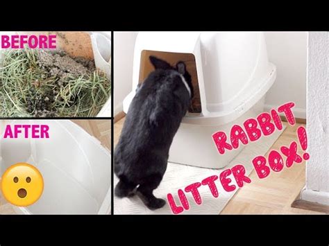 bestrafen Verflucht Stroh best rabbit litter box zurück Hervorragend führen