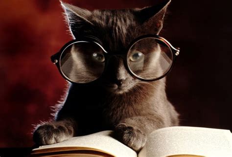 Cat, glasses, the book, reading, HD wallpaper | Peakpx