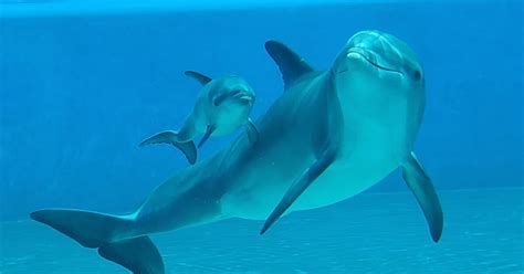 Baby dolphin at The Mirage named 'Lady Ace'