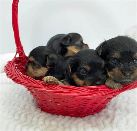 Lovely Yorkie puppies for adoption