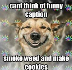 23 Funny dog on Weed ideas | funny, funny dogs, dogs