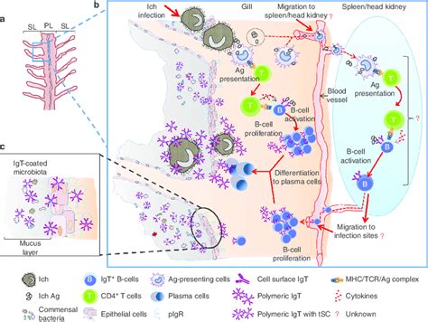 | Proposed model of local IgT and IgT þ B-cell induction in the gills ...